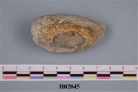 藏品(阿拉伯寶螺)的圖片